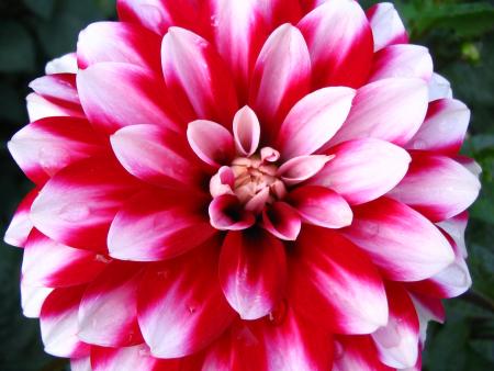 Dalia
